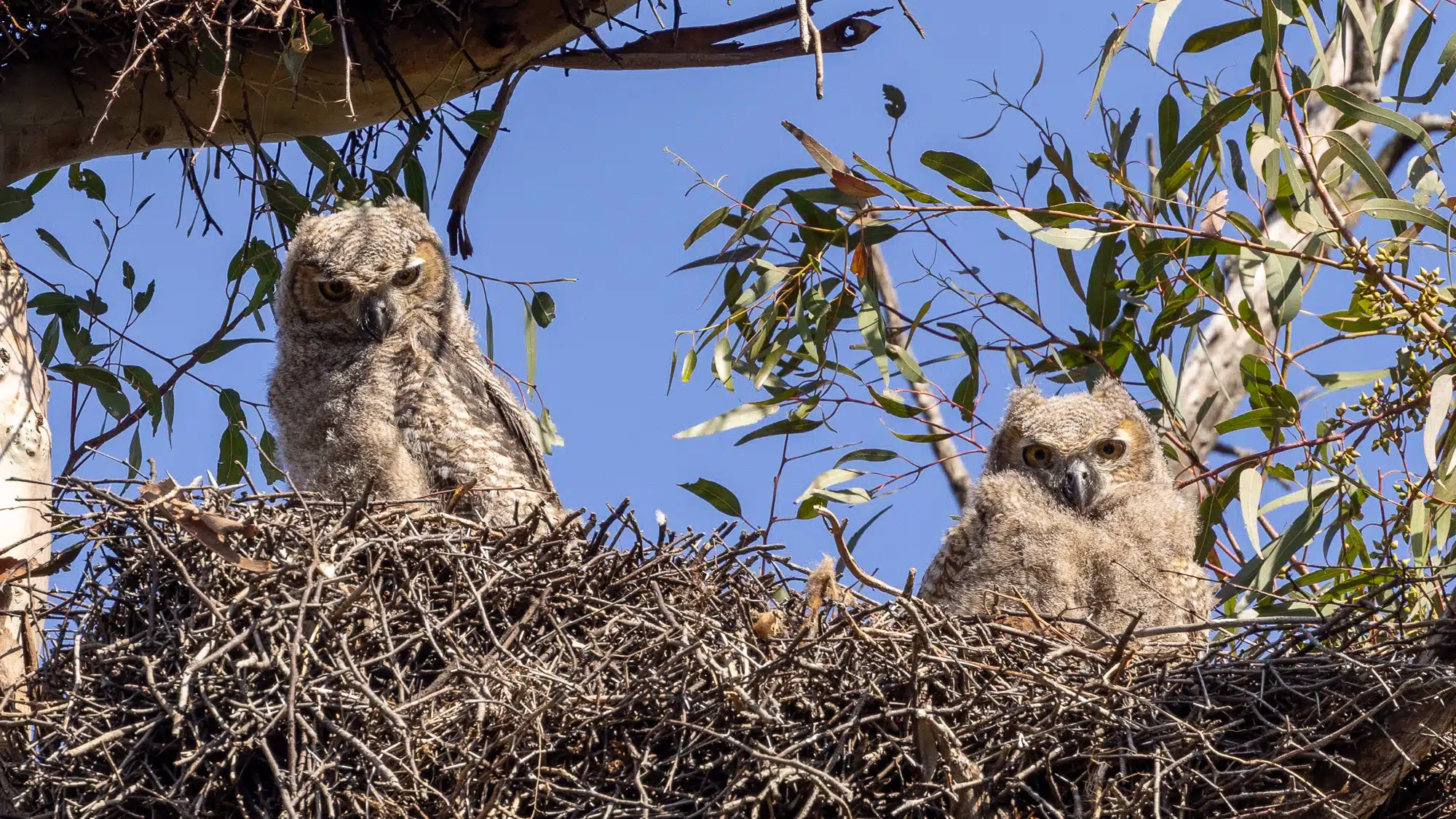 Two young owls in a nest high in a tree, birding from Buenos Aires.