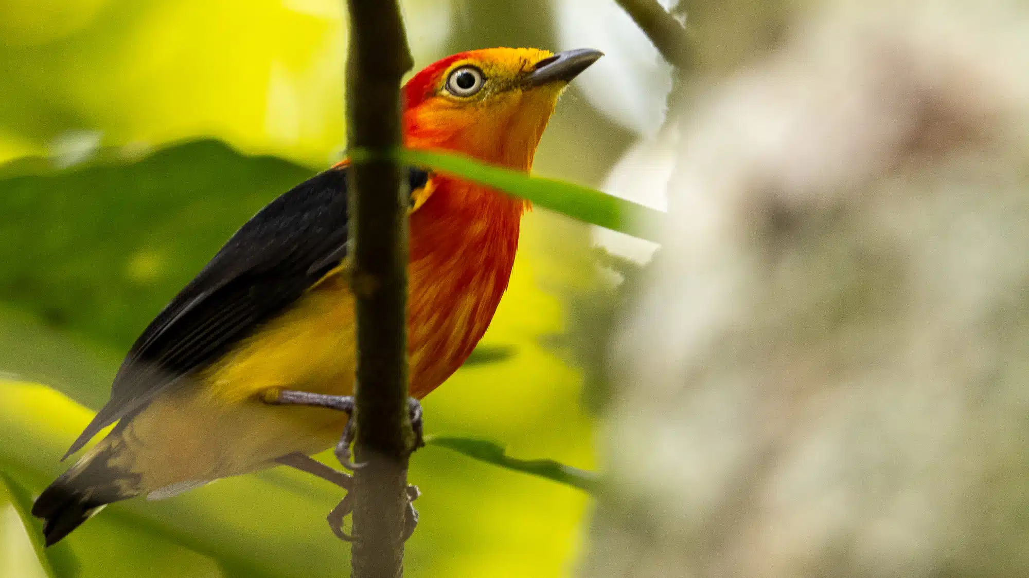 Glistening-throated Tanager, a vibrant bird seen while birding Iguazu Falls.