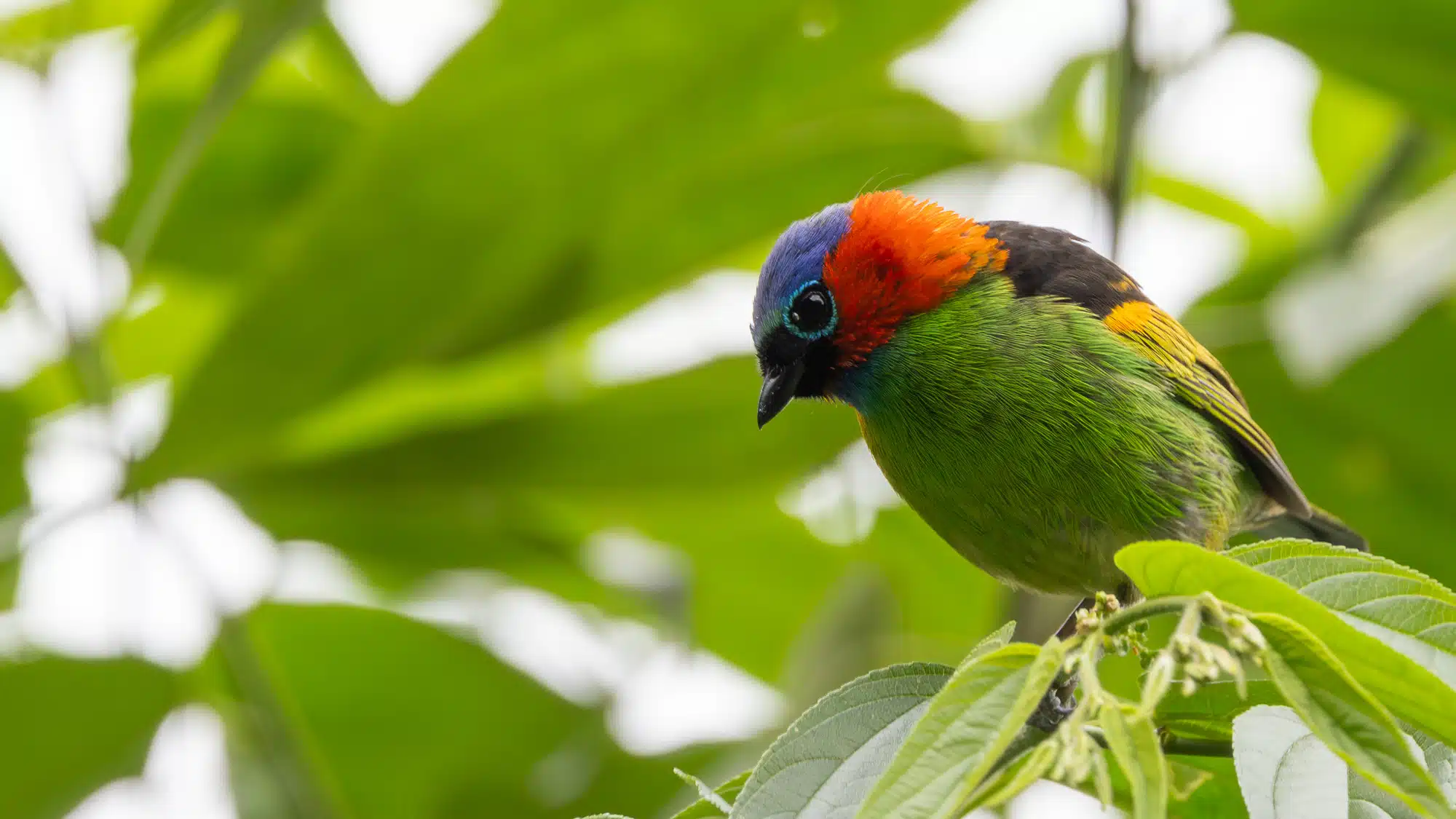 Colorful Gilt-edged Tanager bird perched in a tree near Rio de Janeiro.