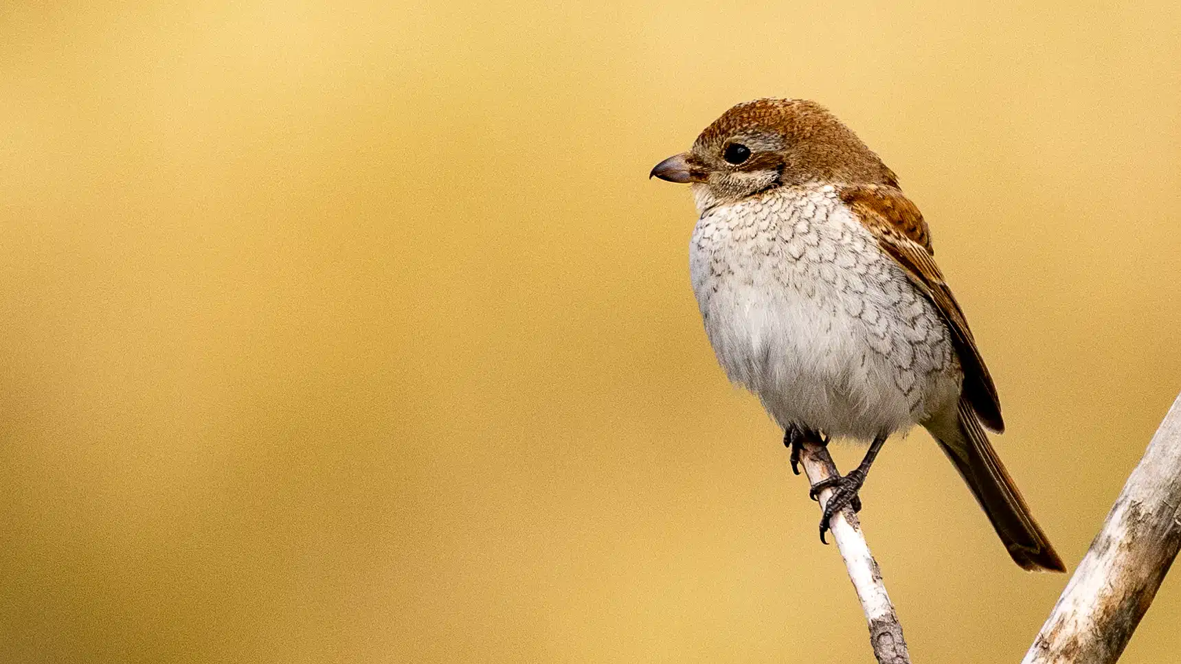 Red-backed shrike perched on a branch in Scotland. Back to Scottish Wildlife.