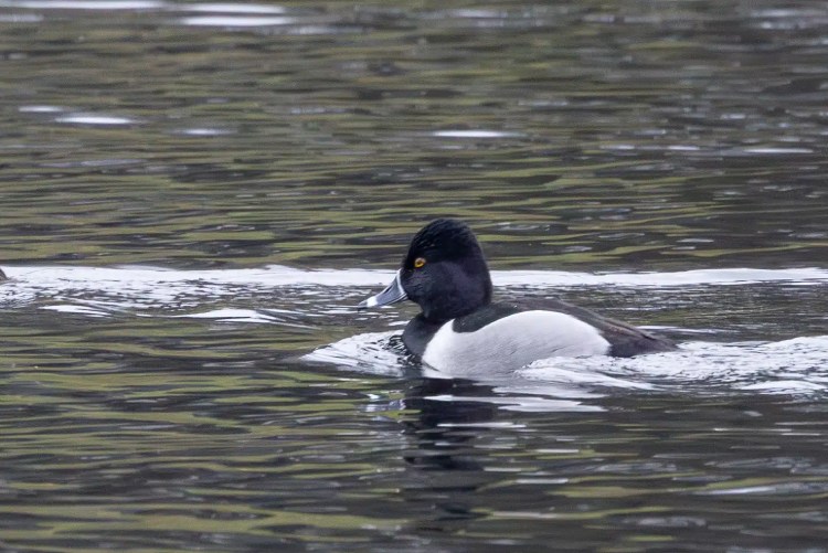 Ring-necked duck swimming in calm water.