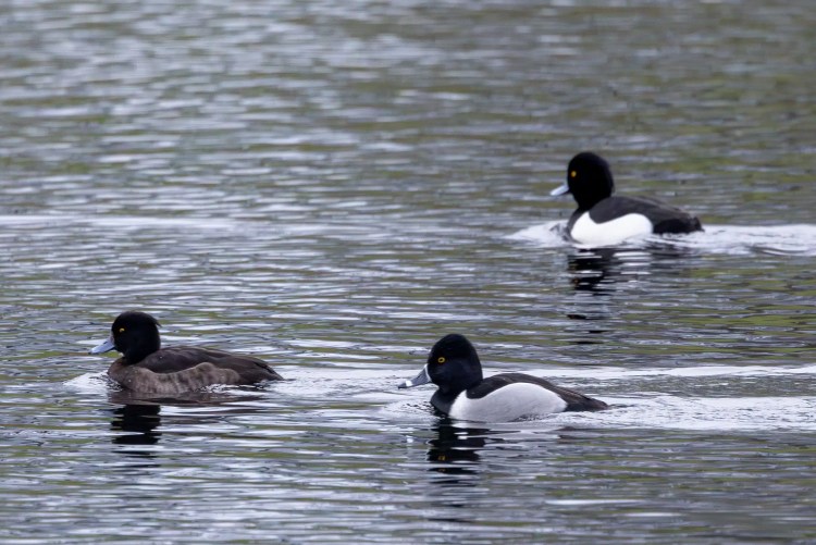 Three ring-necked ducks swimming in rippled water.
