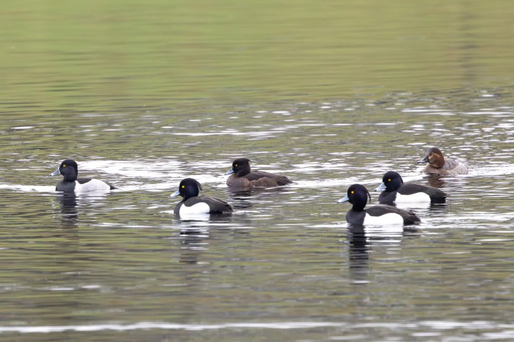 Tufted ducks swimming in a lake during January outing.