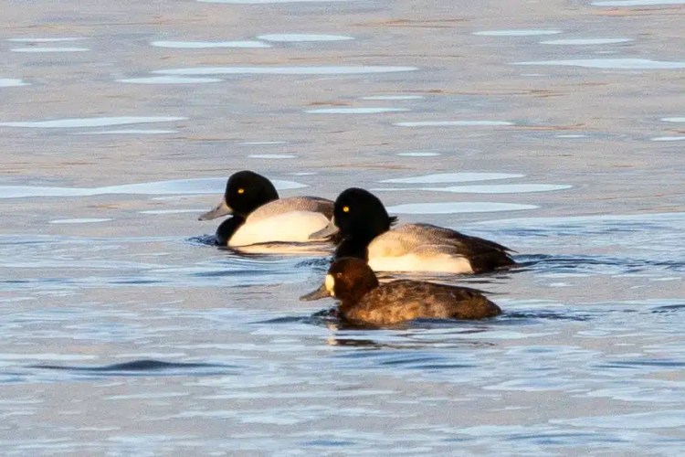 Three ducks swimming on water. Two are male and one is female.