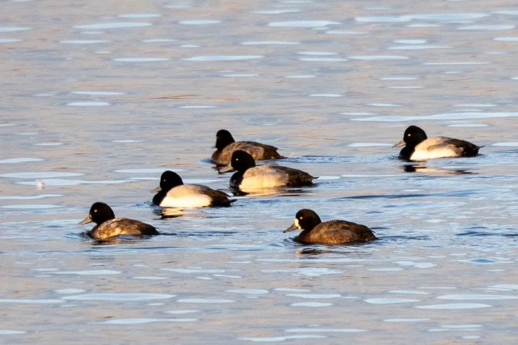 Ducks swimming in water, January outing.