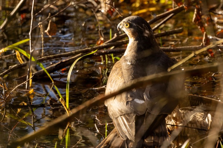 Cooper's hawk standing in shallow water with twigs and leaves, seen during a January outing.
