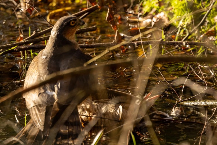 Sparrowhawk perched amongst branches in a wooded area, captured while out and about in January.