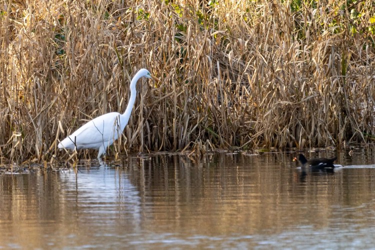 Great egret wading in water with a coot swimming nearby, reeds in background.