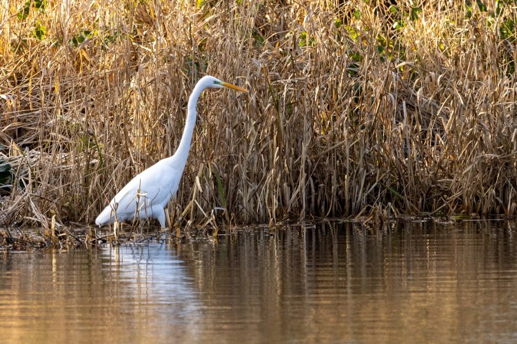 Great egret wading in water near reeds, hunting during a January outing.