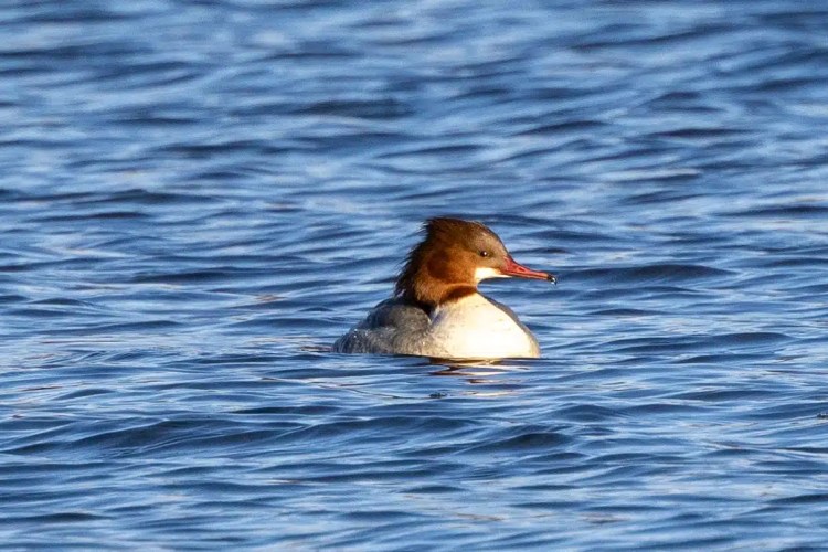 Female Common Merganser swimming in blue water