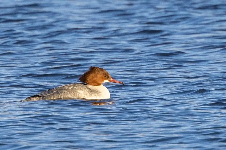Female Common Merganser swimming in blue water.