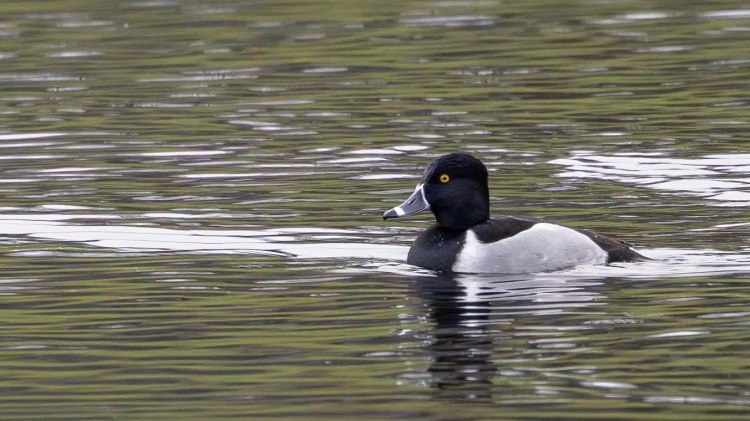 Ring-necked duck swimming in rippled water, black head, yellow eye, gray sides.