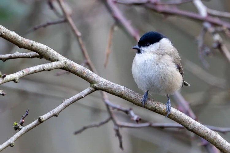 Marsh Tit perched on a branch at Leighton Moss, Lancashire.