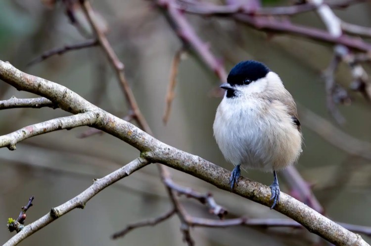 Marsh Tit bird perched on a branch at Leighton Moss, Lancashire.