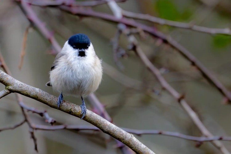 Marsh Tit perched on a branch at Leighton Moss, Lancashire.