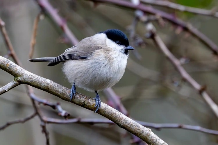 Marsh Tit perched on a branch at Leighton Moss, Lancashire nature reserve.