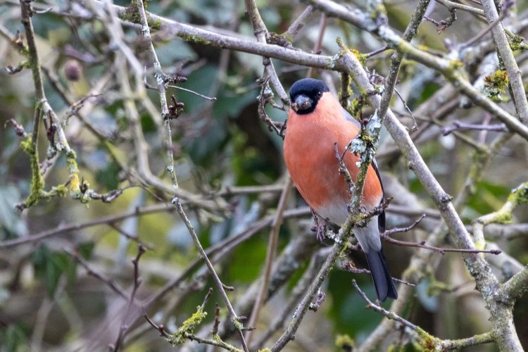 Male bullfinch perched on a branch at Leighton Moss, Lancashire.