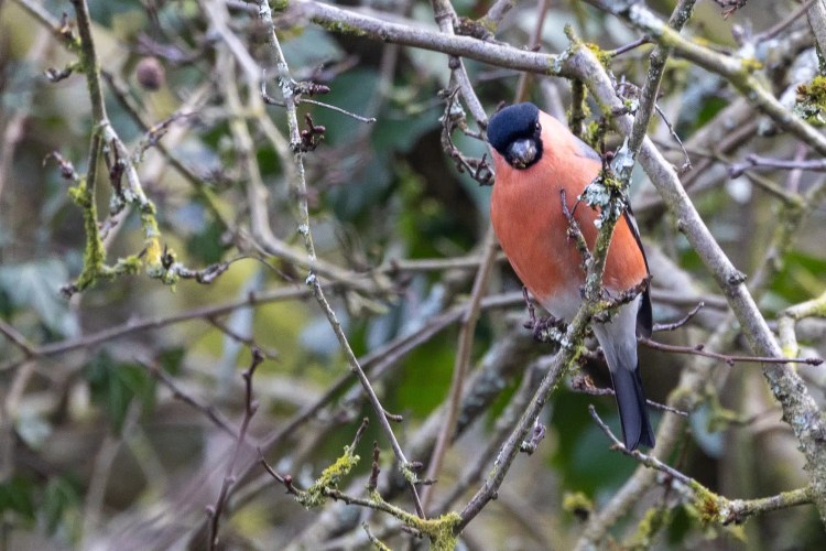 Male bullfinch perched on a mossy branch at Leighton Moss, Lancashire.