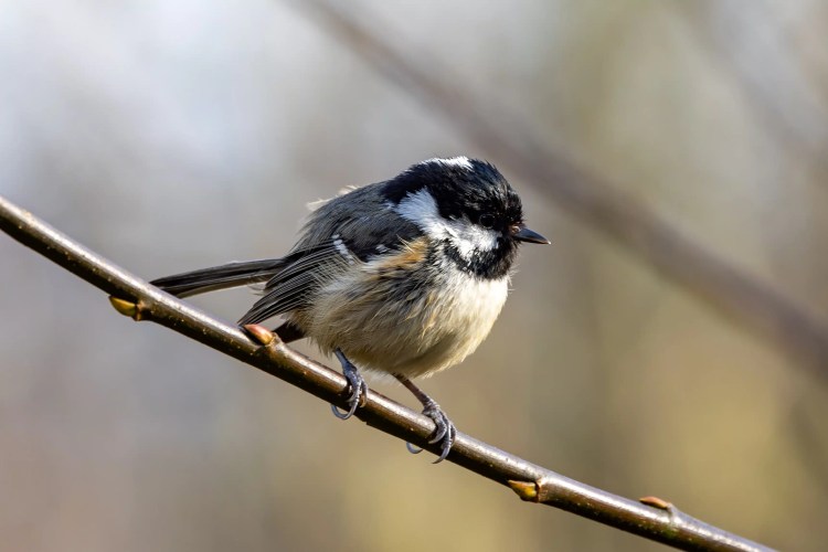 Coal tit bird perched on a branch at Leighton Moss, Lancashire