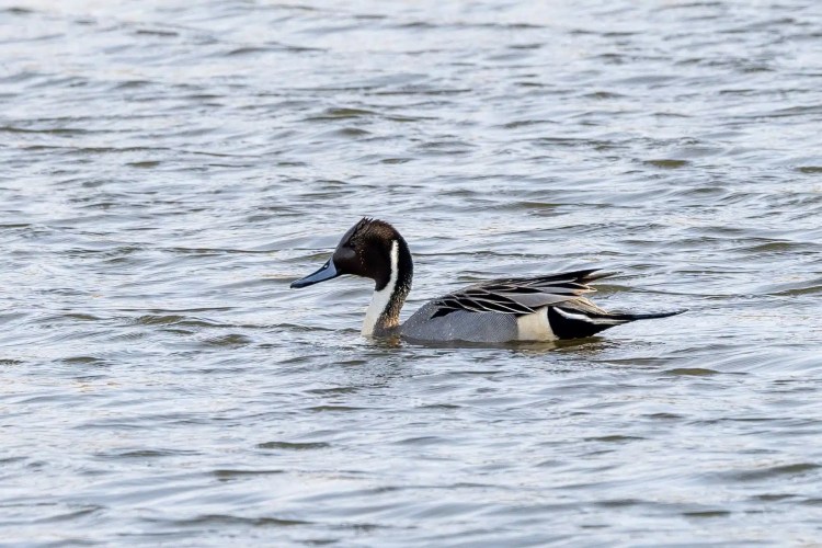 Male Northern Pintail duck swimming in the water at Leighton Moss, Lancashire.