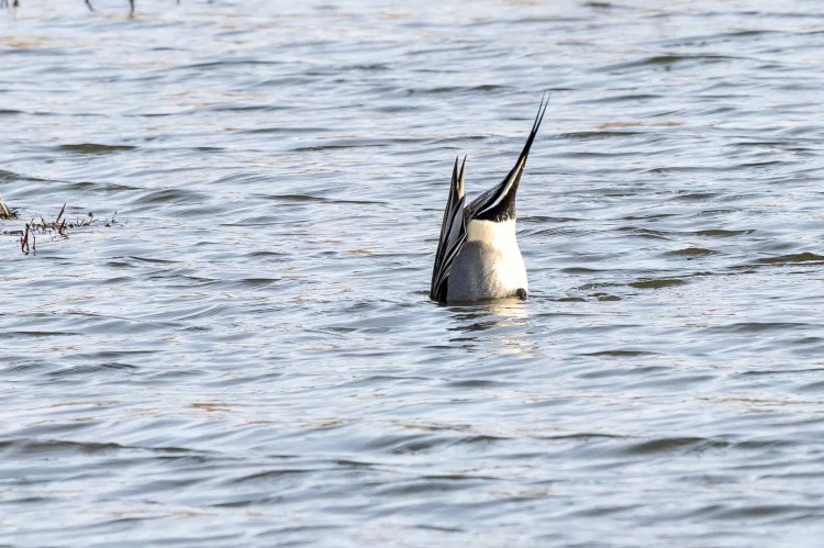 Pintail duck diving in the water at Leighton Moss, Lancashire.