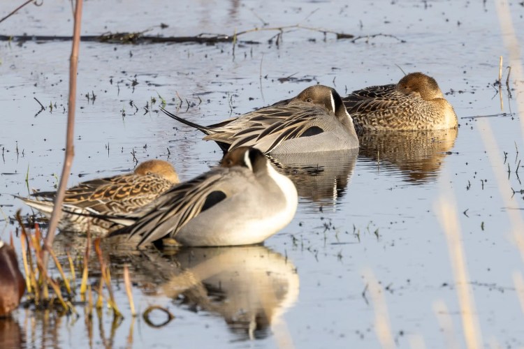 Pintail ducks resting in the water at Leighton Moss, Lancashire.