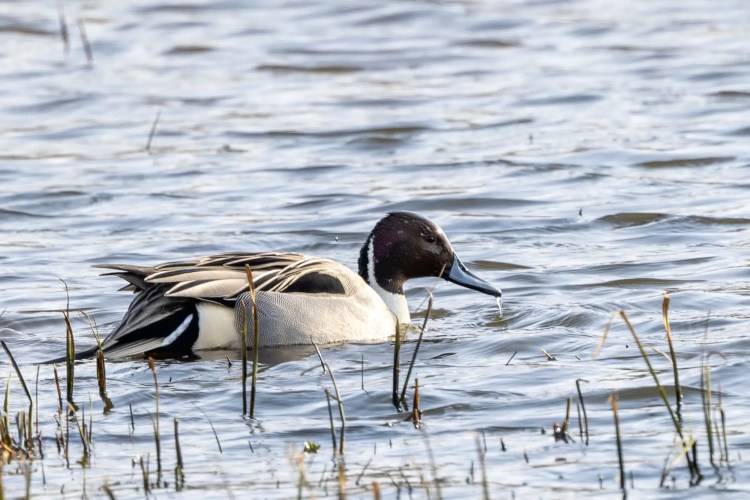 Male Northern Pintail duck swimming in the water at Leighton Moss, Lancashire.