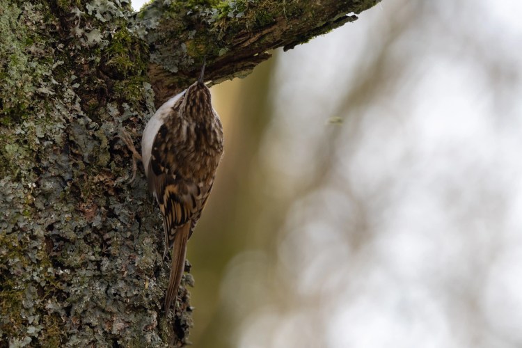 Treecreeper bird clinging to a mossy tree trunk at Leighton Moss, Lancashire.