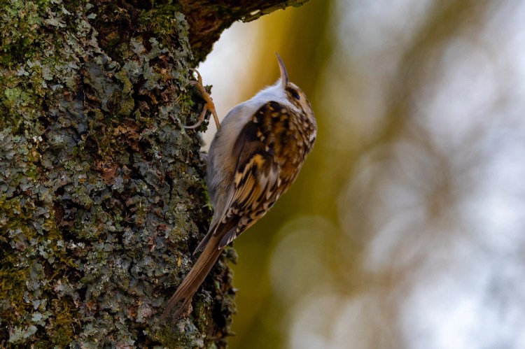 Treecreeper bird clinging to lichen-covered tree bark at Leighton Moss, Lancashire.