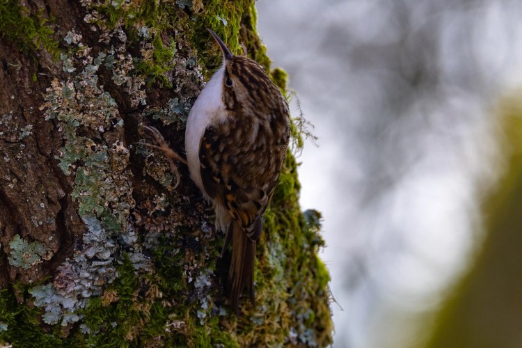 Treecreeper bird clinging to a mossy tree trunk at Leighton Moss, Lancashire.