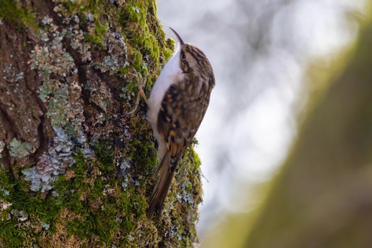 Treecreeper bird clinging to mossy tree bark at Leighton Moss, Lancashire.