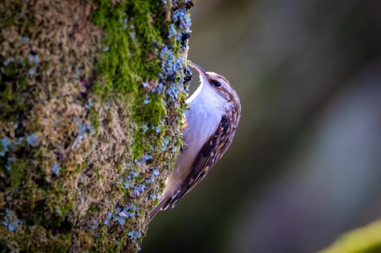 Treecreeper foraging on a mossy tree trunk at Leighton Moss, Lancashire.