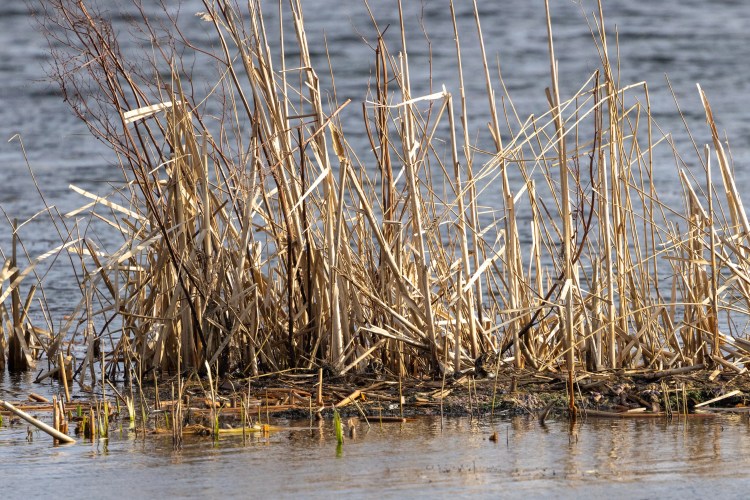 Reeds and grasses growing in the water at Leighton Moss, Lancashire.