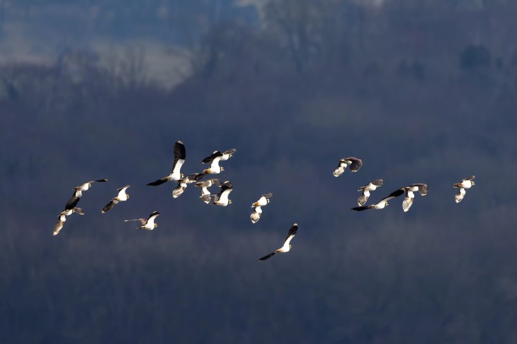 Flock of Northern Lapwings in flight against a dark, blurred background at Leighton Moss, Lancashire.