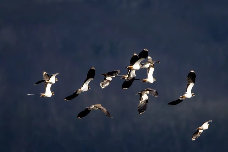 Flock of Northern Lapwings in flight against a dark sky at Leighton Moss, Lancashire.