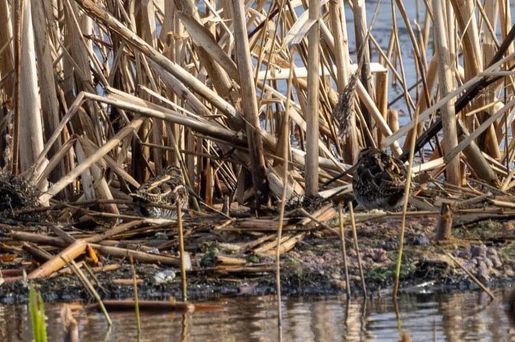 Two snipe birds camouflaged in reeds at Leighton Moss, Lancashire, near the water's edge.