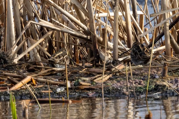 Two snipe birds camouflaged in reeds at Leighton Moss, Lancashire.