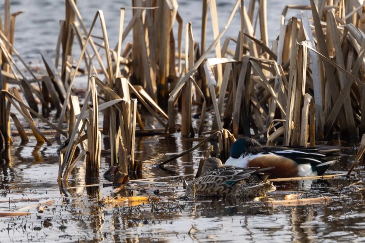 Two Northern Shovelers swimming in the water at Leighton Moss, Lancashire, amongst reeds.