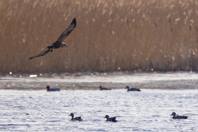 Marsh harrier flying over water with ducks at Leighton Moss, Lancashire.