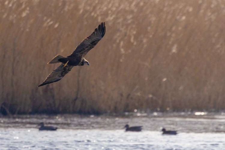Marsh harrier in flight over water at Leighton Moss, Lancashire, with ducks in the background.