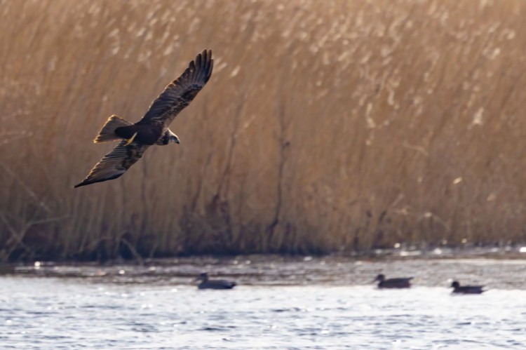Marsh harrier in flight over water with ducks at Leighton Moss, Lancashire.