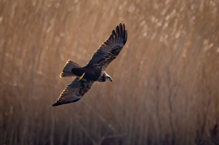Marsh harrier in flight at Leighton Moss, Lancashire, with reeds in the background.