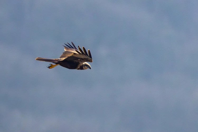 Marsh harrier in flight at Leighton Moss, Lancashire. Bird of prey with brown feathers and yellow legs.