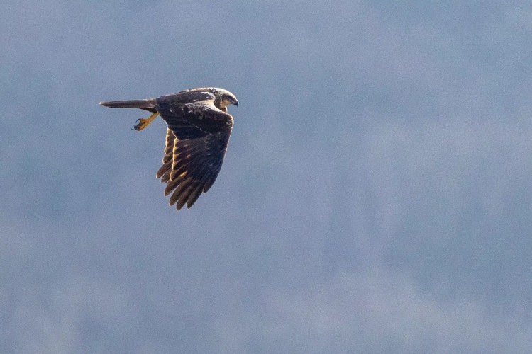 Hen harrier in flight at Leighton Moss, Lancashire, with wings spread against a blue sky.