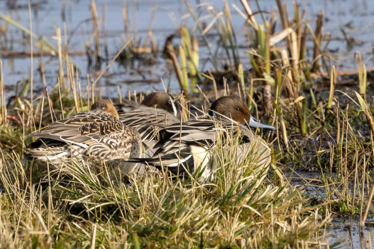 Pintail ducks nestled in reeds at Leighton Moss, Lancashire.