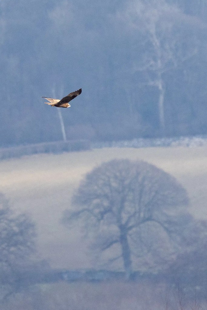 Red kite soaring over a misty landscape at Leighton Moss, Lancashire.