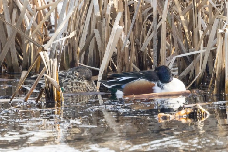 Northern Shoveler ducks at Leighton Moss, Lancashire, swimming among reeds.