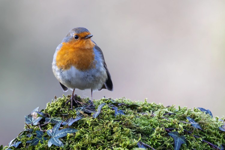 Robin perched on moss and ivy at Leighton Moss, Lancashire.