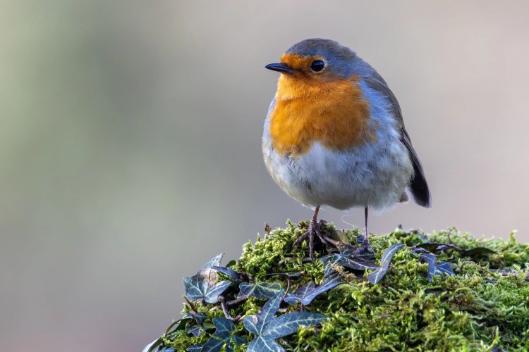 Robin perched on moss and ivy at Leighton Moss, Lancashire.