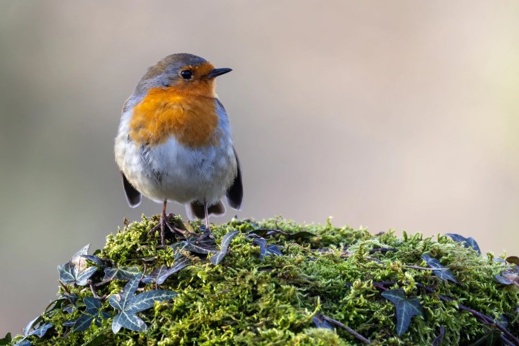Robin perched on mossy ground at Leighton Moss, Lancashire.